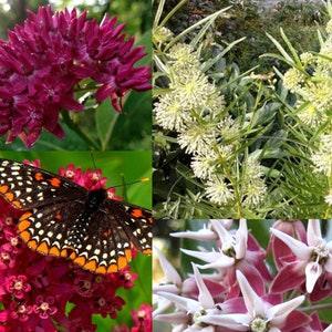MIX MILKWEED Asclepias Common Butterfly Weed Monarchs Butterflies 30 Seeds