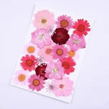 20PCS Real Pressed Dry Flower collection, rose daisy Flower FCD19
