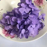 Dried Hydrangea Flower Head - DIY Natural Real Eternal Life Flowers Materials