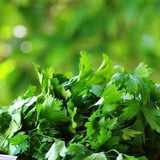 50 Seeds-Organic Coriander Culinary Herb Seeds-Z064-- CORIANDRUM SATIVUM