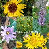 Prairie Wildflower Seed Mix Canada Grown, Smooth Blue Aster, Sunflower, Licorice, Wild Marigold, Hairy Goldenaster Perennial Wild Flower