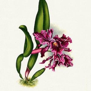 Orchid No. 672, 1885, Linden auth., botanical print (giclee) on canvas, 50x70cm. or 20x25" approx.