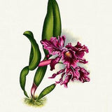 Orchid No. 672, 1885, Linden auth., botanical print (giclee) on canvas, 50x70cm. or 20x25" approx.
