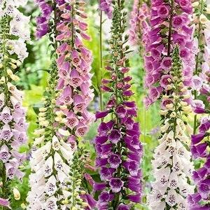Foxglove Flowers Blend 0.5g - 700 Seeds NON GMO
