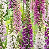 Foxglove Flowers Blend 0.5g - 700 Seeds NON GMO