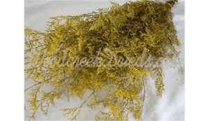 PRESERVED DYED AUTUMN YELLOW CASPIA FLORAL FOLIAGE FILLER FLOWER