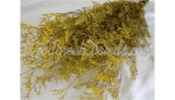 PRESERVED DYED AUTUMN YELLOW CASPIA FLORAL FOLIAGE FILLER FLOWER
