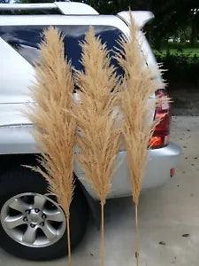 6  Natural white beige pampas grass -  Dried pampas grass stems 5' feet ( 60" )