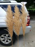6  Natural white beige pampas grass -  Dried pampas grass stems 5' feet ( 60