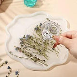 200 Pcs Natural Forget Me Not Pressed Dried Flowers Blue Don't Forget Me Dried