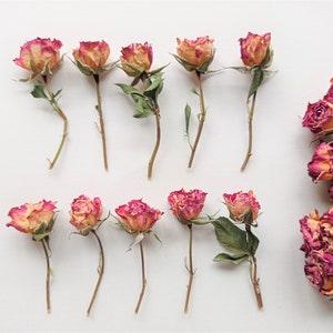 5pcs dried tiny red roses, Mini red ivory rose stems, Petite roses, Small roses for resin crafts, Tiny dried floral decor
