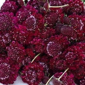 20 seeds Pincushion Flower Merlot Red Scabiosa atropurpurea