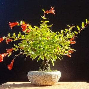 Punica Granatum Nana - Dwarf Pomegranate - 10 seeds