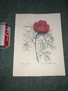 P J REDOUTE Most Beautiful Flowers BOOK PLATE Print #103 PEONIA TENUIFOLIA Peony