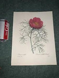 P J REDOUTE Most Beautiful Flowers BOOK PLATE Print #103 PEONIA TENUIFOLIA Peony