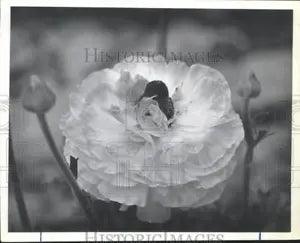 1987 Press Photo Ranunculus blossom - hca33674