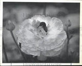 1987 Press Photo Ranunculus blossom - hca33674