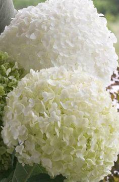The #1 Plant Brand Flower Delivery