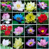 30 Mixed Lotus Seeds (Precut) Excellent Water Feature Bonsai Mixed Color Water Lily Flower Plant Fresh Garden Seeds