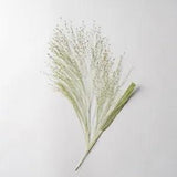 12PCS Real Pressed Dry Grass Leaves, Floral Supply for art craft FSS20