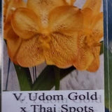 Orchid Vanda Udom Gold x Thai Spot Tropical Hanging Plant
