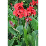 15+ Canna Indica Seeds Red Lily Plants Shot Indian Arrowroot Attracts Flowers