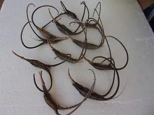 10 NATURAL 9"-13" medium DEVIL'S CLAW PODS FOR CRAFTS,  DRIED FLORAL PROJECTS