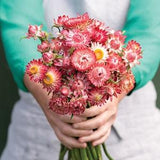 40+ seeds / King Size Raspberry Rose Strawflower Seeds / Bracteantha bracteata /Flower Seeds / Excellent as dried flowers (#116)B