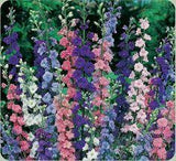 Common Delphinium color mix 500 seeds Flower Delivery