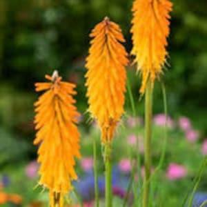Kniphofia hybrid