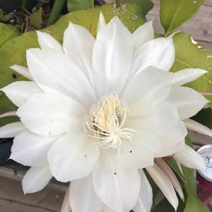 Night Blooming Orchid Cactus, Cereus Epiphyllum Queen of the Night