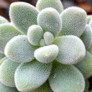 Sedum Mocinianum Seeds | Fuzzy Leaf Plant Succulent Seeds