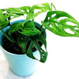 Rooted and Unrooted Cuttings - Monstera Adansonii Narrow Form/ Swiss Cheese Vine