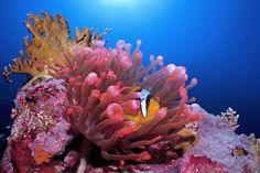 On climate & biodiversity, where are we, post-COP15? (commentary) Flower Delivery