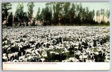 California CA - Field of Calla Lilies in Bloom - Vintage Postcard - Unposted