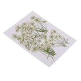 10x Pressed Real Dried Flowers Lace Flower DIY Scrapbooking Card Resin Craft