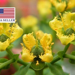 Ruta graveolens - Common Rue - 50 seeds