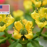 Ruta graveolens - Common Rue - 50 seeds