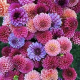 15 seeds DAHLIA  Pom Pom mix seeds