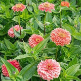 25 Benary's Salmon Rose Zinnia Seeds / Cut Flower / Heirloom Seeds / English Garden / Wildflowers / Zinnia elegans / Wedding Flowers