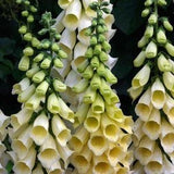 50 Seeds Cottage garden Bells Seeds -  Yellow