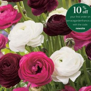 Ranunculus "Romance" Mix, corms in a variety of colors (Buttercup), perennial flowers, pink, white, & purple blooms