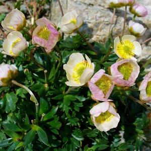 GLACIER BUTTERCUP RANUNCULUS Glacialis Hardy Apline Flower, 5 Rare Seeds