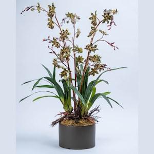 Silk Wild Orchids
