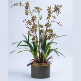 Silk Wild Orchids