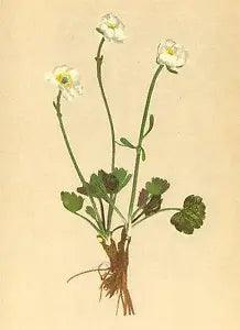 ALPENFLORA ALPINE FLOWERS: Ranunculus alpestris L-Alpen-Hahnenfuss; print 1897
