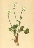 ALPENFLORA ALPINE FLOWERS: Ranunculus alpestris L-Alpen-Hahnenfuss; print 1897