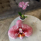 small Orchid pillow / orchids / flower pillow / Phalaenopsis / Orchidaceae / orchid???e / flower houseplant / plant lover/ flower decor