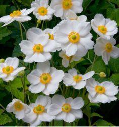 Anemone hupehensis,an¡§?mone du japon japonica honorine jobert,graines d'anemone de japon,fleurs blanches,fleurs biologiques Flower Delivery