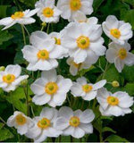 Anemone hupehensis,an¡§?mone du japon japonica honorine jobert,graines d'anemone de japon,fleurs blanches,fleurs biologiques Flower Delivery